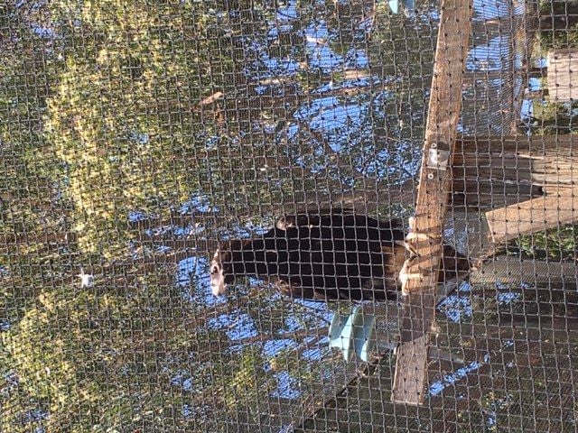 Symbio Wildlife Park - Thursday 15th October, 2020 Image -5f8d03b623f82